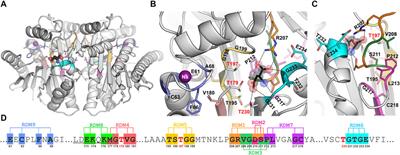 Probing the enzymatic activity and maturation process of the EcAIII Ntn-amidohydrolase using local random mutagenesis